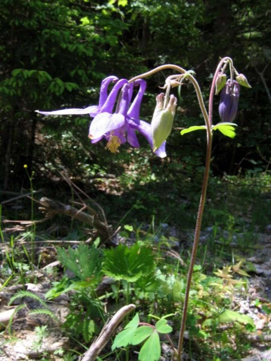 Слика од Aquilegia nigricans Baumg.