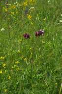 Слика од Aquilegia nigricans Baumg.