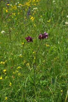 Image of Bulgarian Columbine