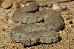 Image of Macrovipera lebetinus (Linnaeus 1758)