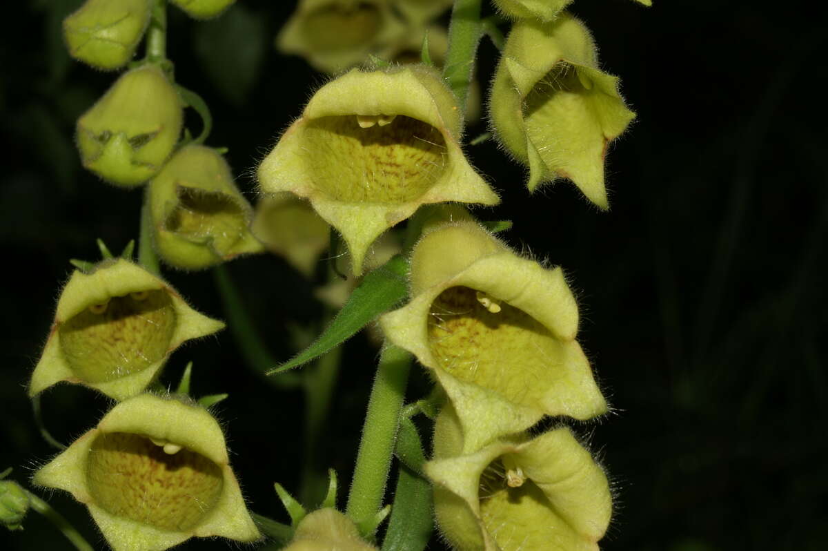 Imagem de Digitalis grandiflora Mill.