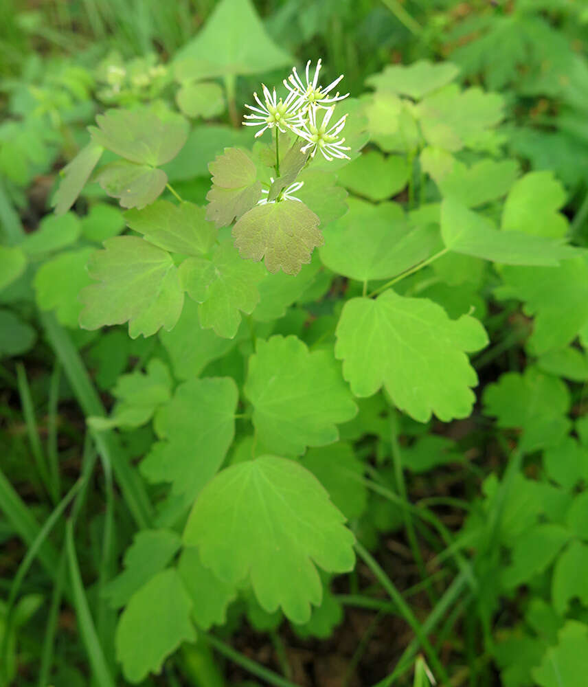 Слика од Thalictrum baicalense Turcz. ex Ledeb.