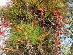 Image of Tillandsia standleyi L. B. Sm.