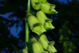 Imagem de Digitalis grandiflora Mill.