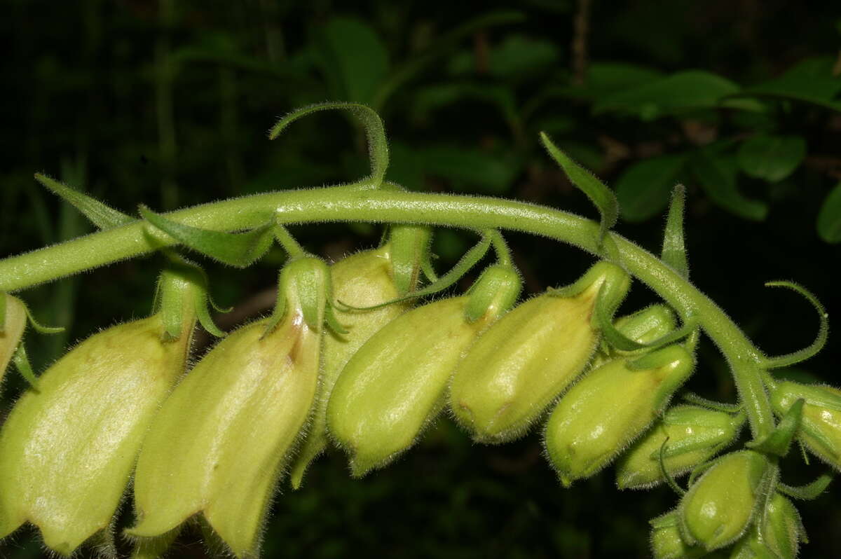 Imagem de Digitalis grandiflora Mill.