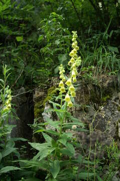 Imagem de Digitalis grandiflora Mill.