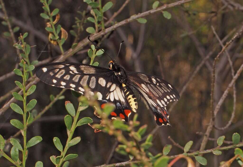 Image of Dainty Swallowtail