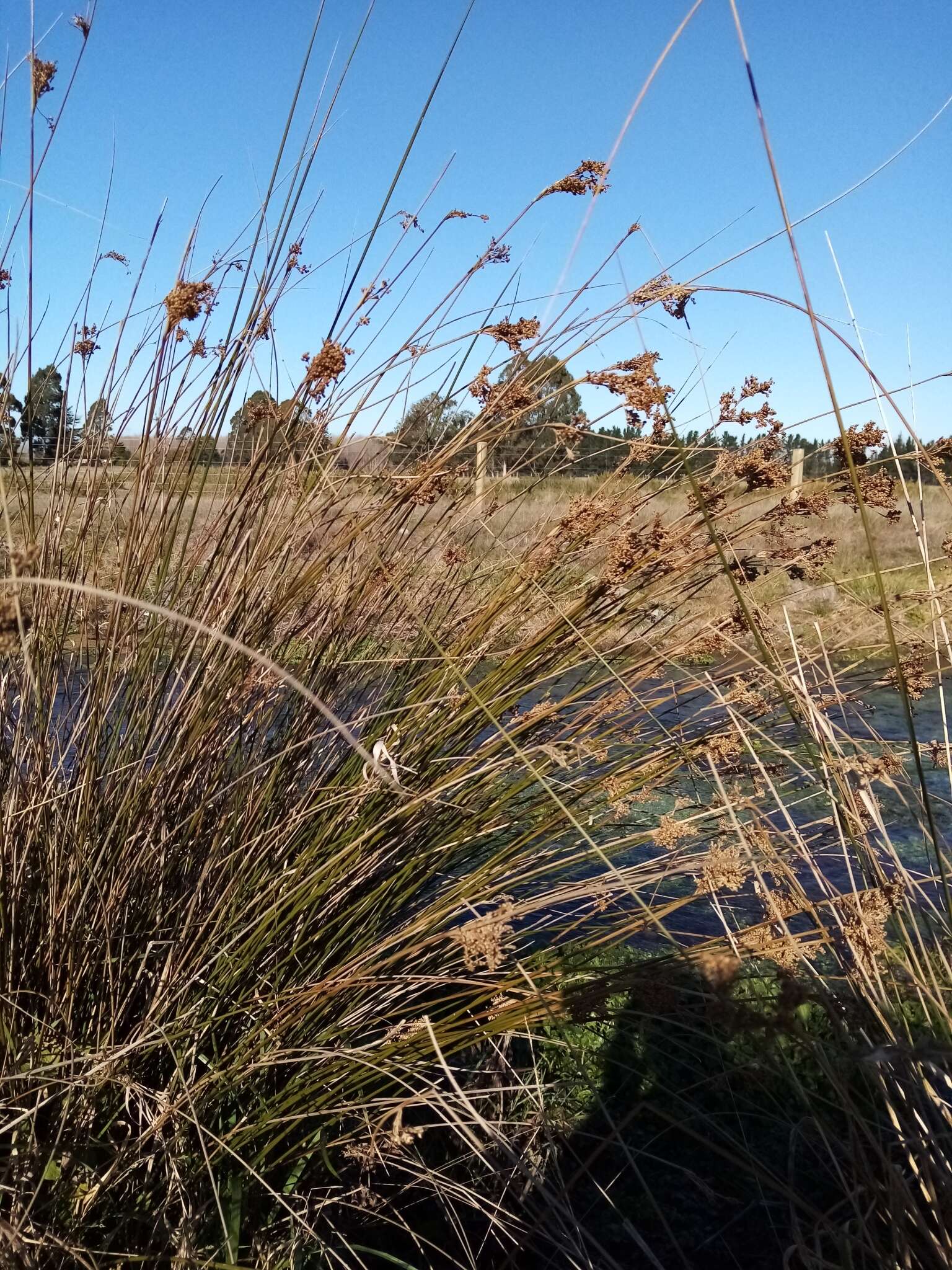 Image of Juncus sarophorus L. A. S. Johnson