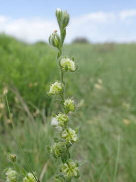 Lappula occidentalis var. cupulata (A. Gray) Higgins resmi