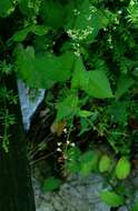 Image of broadleaf enchanter's nightshade