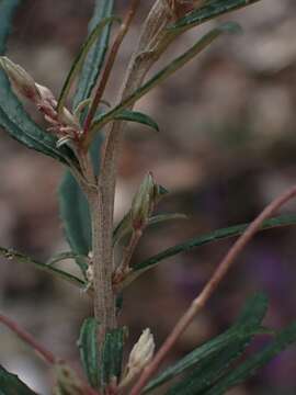 Слика од Olearia erubescens (Spreng.) Dippel