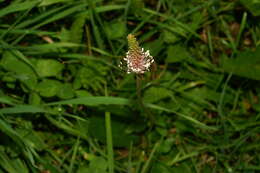 Image of Hoary Plantain