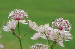 Imagem de Astrantia major L.