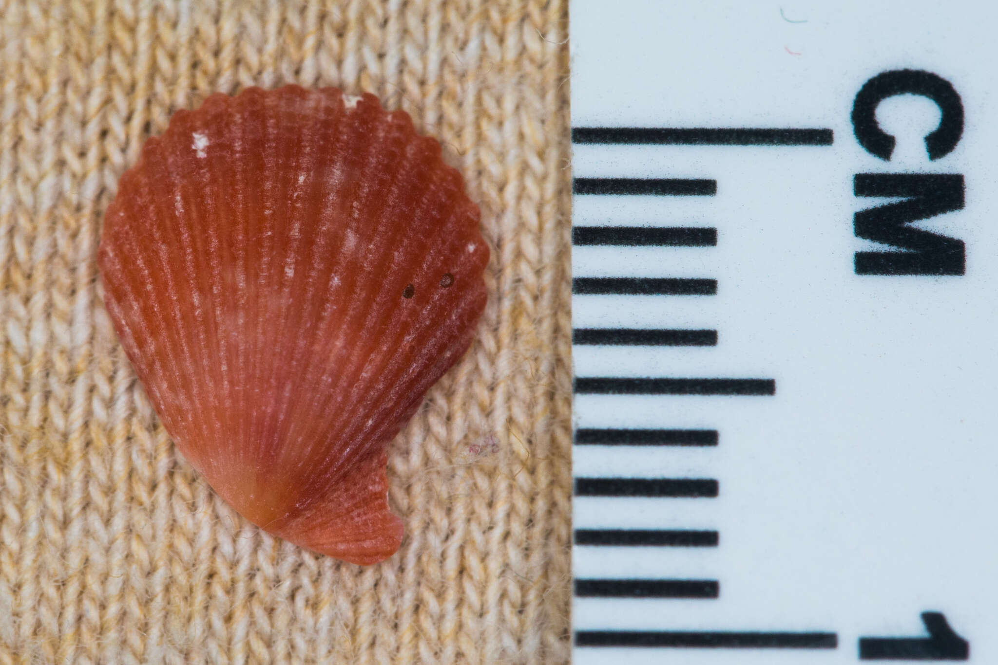 Слика од Aequipecten muscosus (W. Wood 1828)