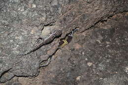 Image of Western Indian Leopard Gecko