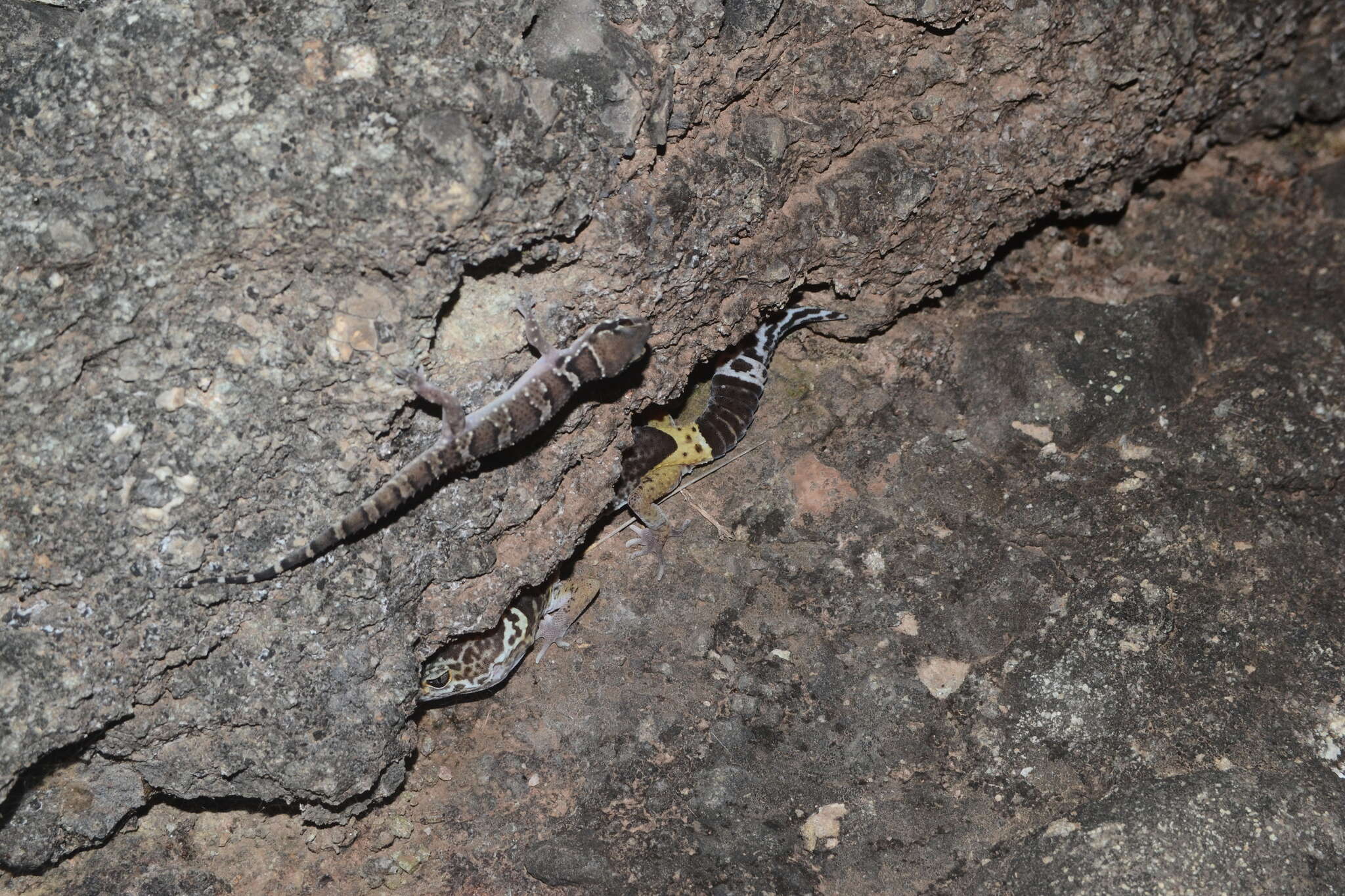 Image of Western Indian Leopard Gecko