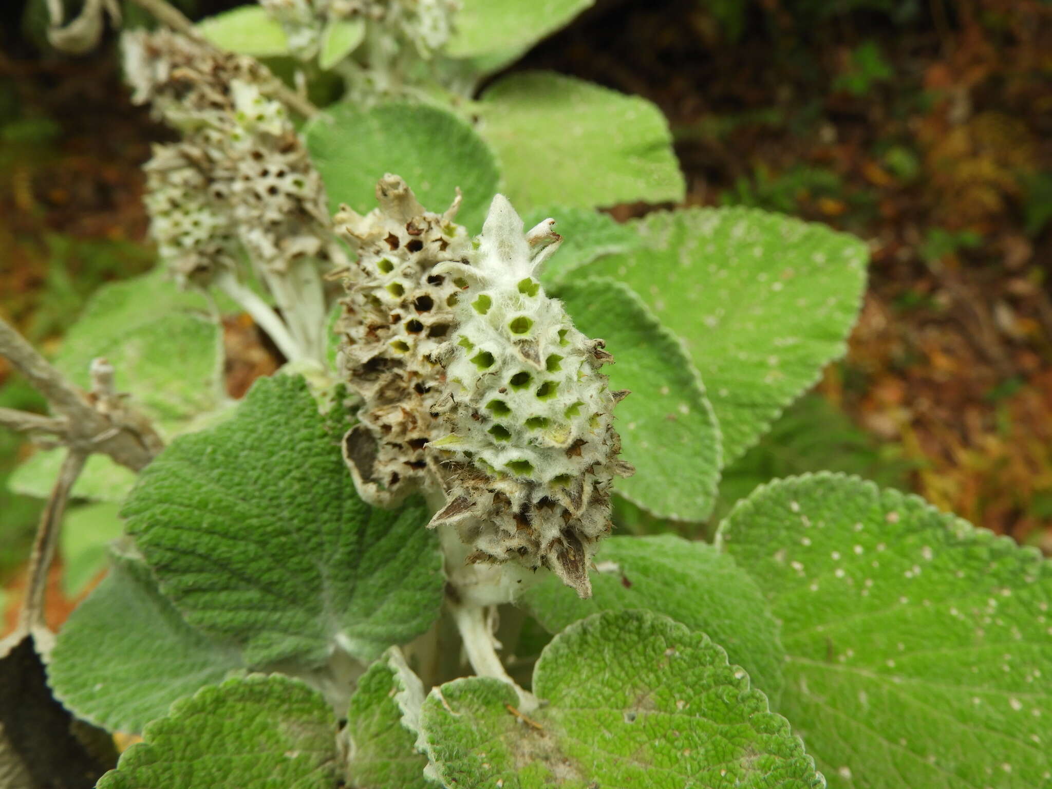 Слика од Sideritis macrostachyos Poir.