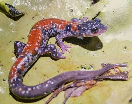 Image of Yonahlossee Salamander