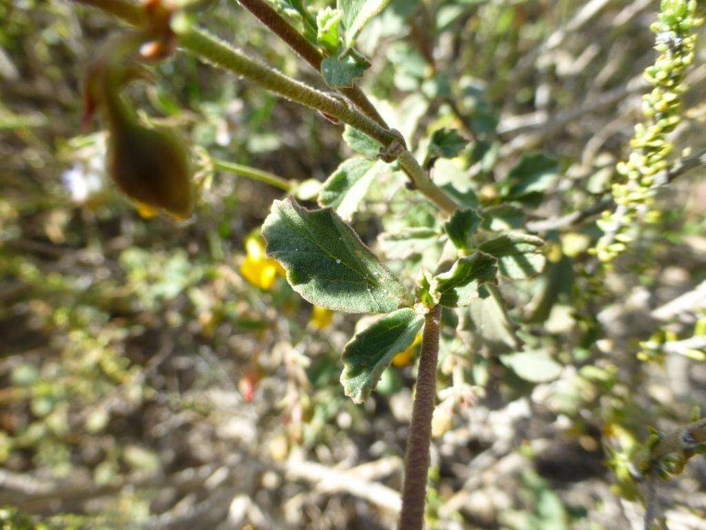 Image of Hermannia cuneifolia var. cuneifolia