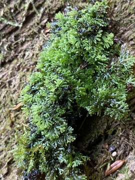 Image of Riccardia chamedryfolia (With.) Grolle