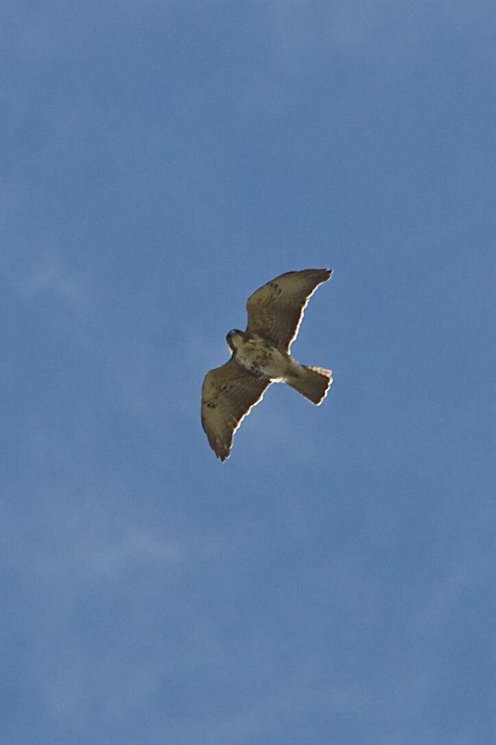 Imagem de Buteo albigula Philippi 1899