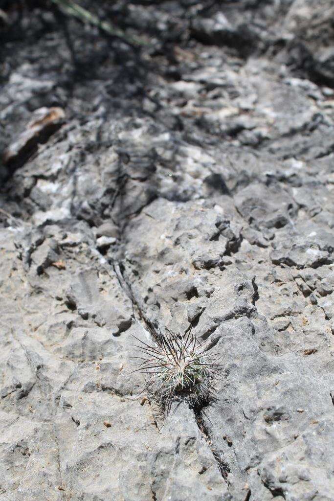 Image of Turbinicarpus viereckii (Werderm.) V. John & Ríha