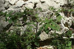 Plancia ëd Atropa belladonna L.