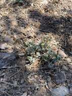 Image of Thompson's beardtongue