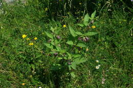 Plancia ëd Atropa belladonna L.