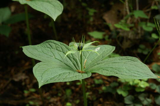 Image of herb Paris