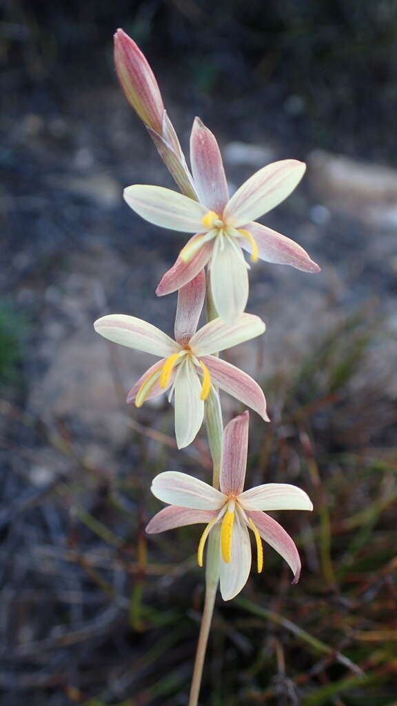 Hesperantha radiata subsp. radiata的圖片