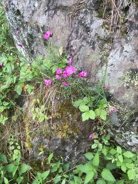 Image of carthusian pink