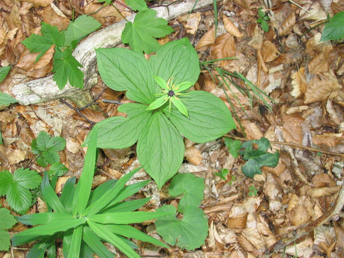 Image of herb Paris