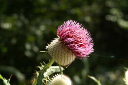 Image of woolly thistle