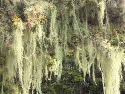 Image of beard lichen