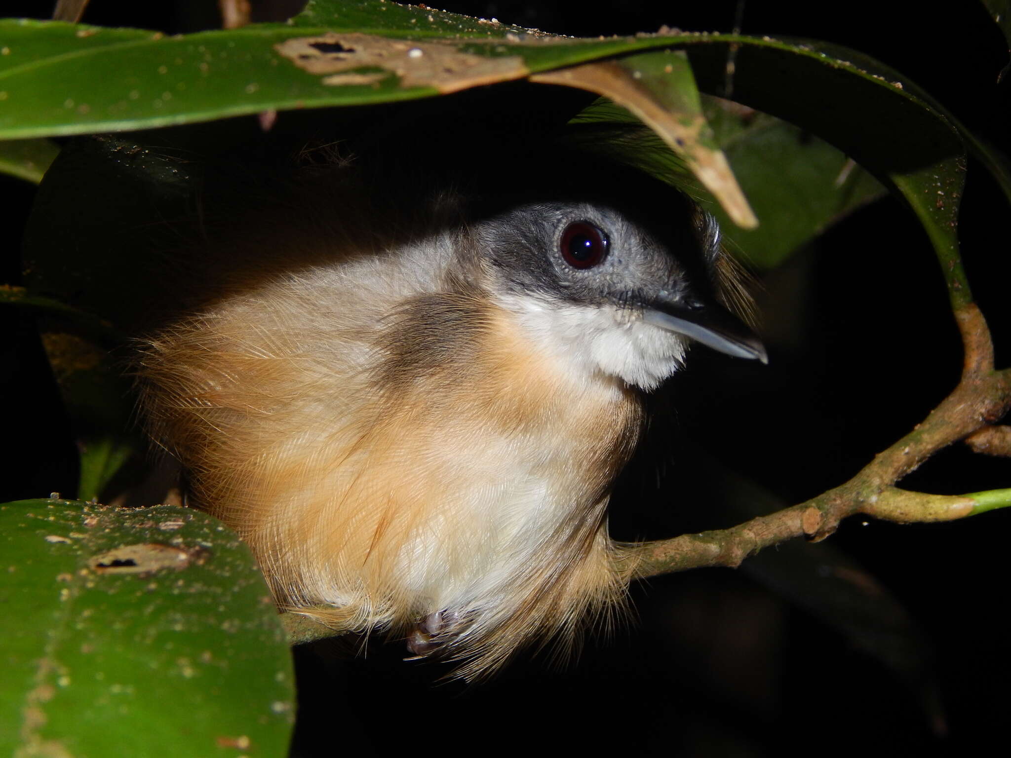 Image of Short-tailed Babbler