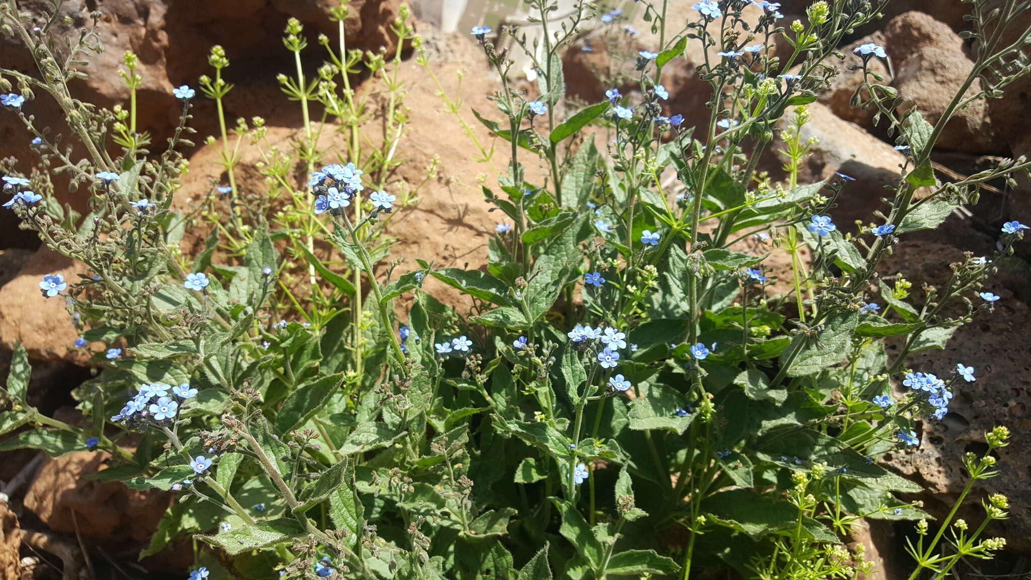 Image of Brunnera orientalis (Schenk) I. M. Johnst.