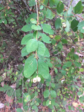 Image of Symphoricarpos albus var. albus