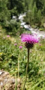 Imagem de Carduus defloratus subsp. defloratus