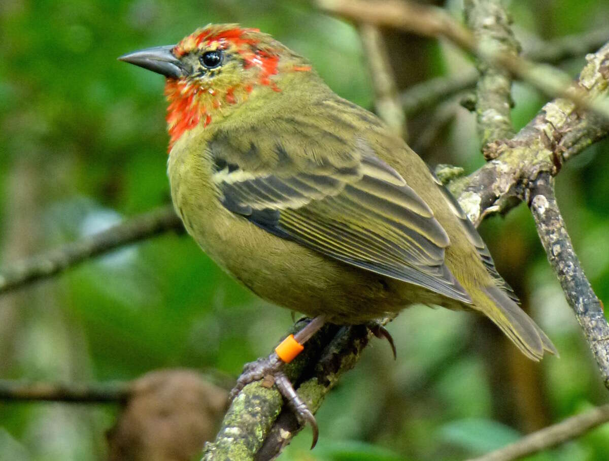 Image of Mauritius Fody