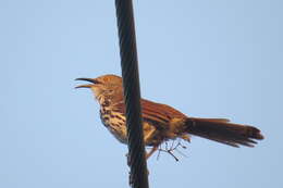 صورة Toxostoma longirostre (Lafresnaye 1838)