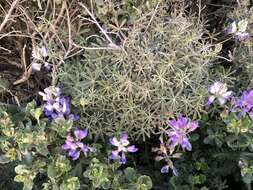 Image of Lindley's Varied Lupine