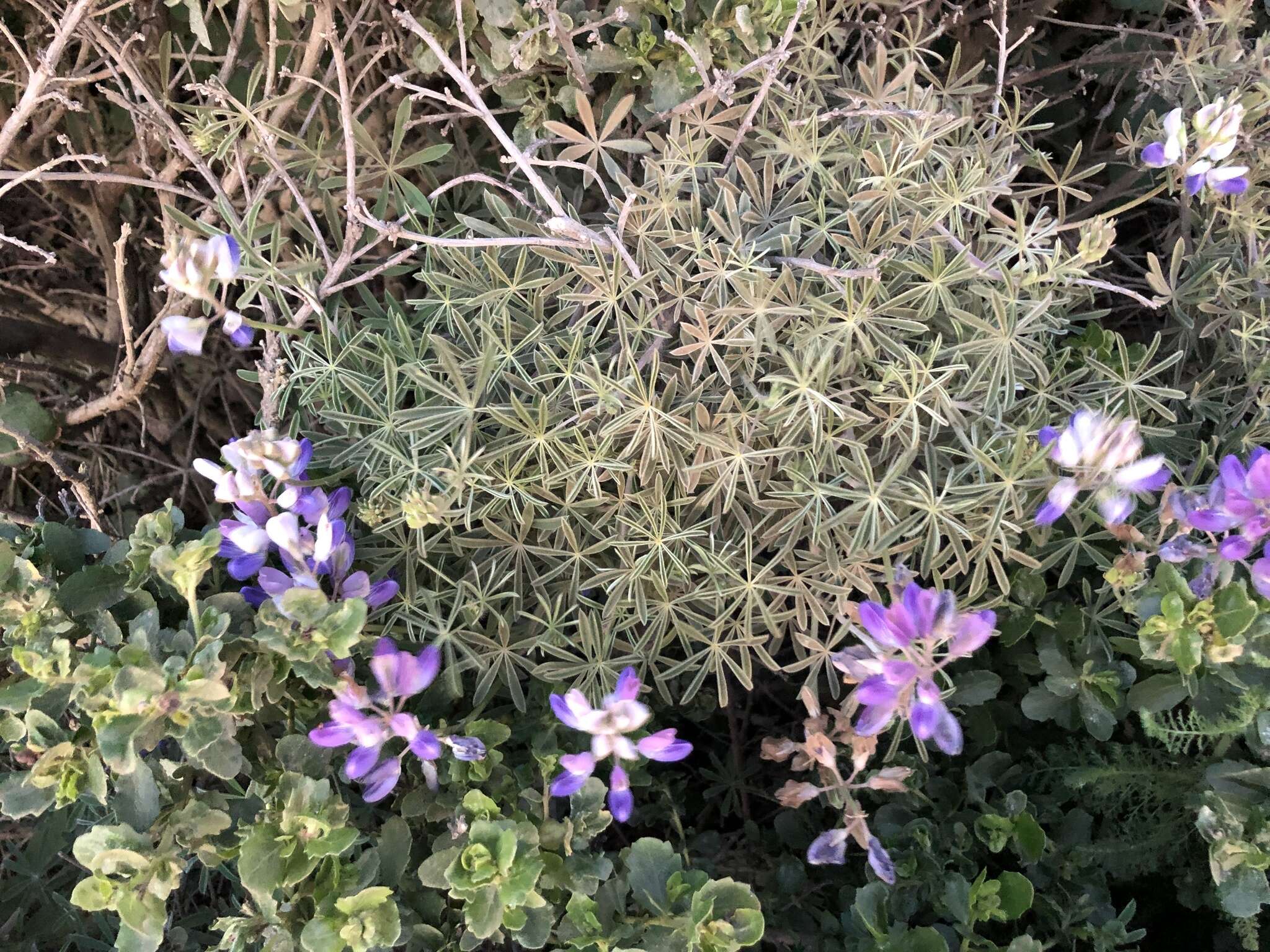 Imagem de Lupinus variicolor Steud.