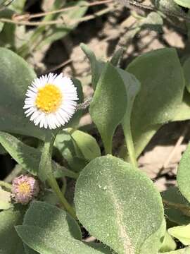 Image of Erigeron leptorhizon DC.