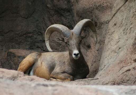 Image of Desert bighorn sheep