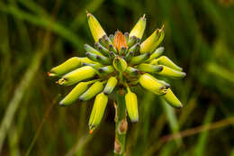 Image de Aloe linearifolia A. Berger