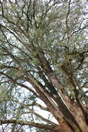 Image of East African Yellowwood