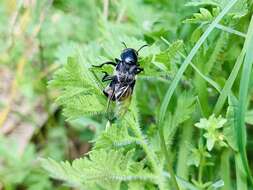 Image of Hairy Rove Beetle