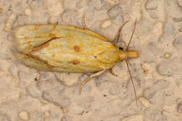 Image of Agapeta