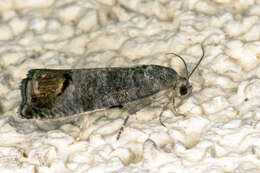 Image of codling moth